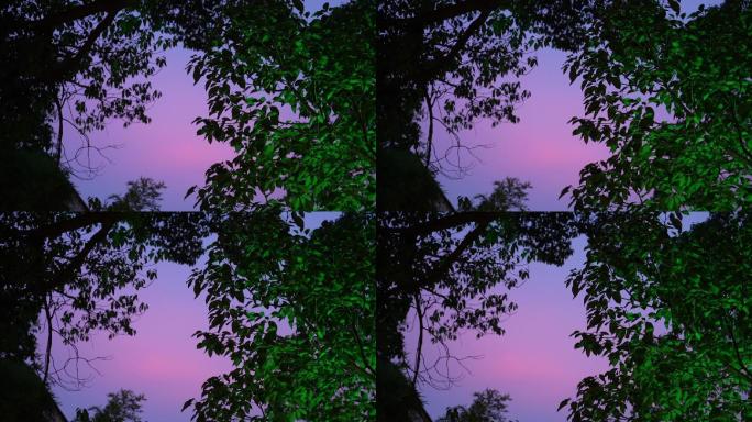 夜景情绪树紫色天空意境高级相机实拍