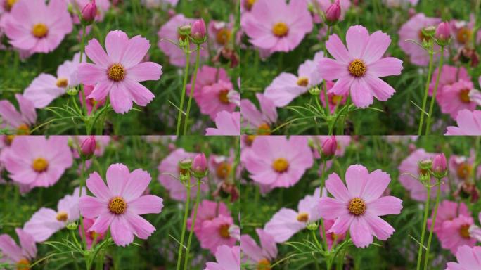夏天野花的特写镜头。