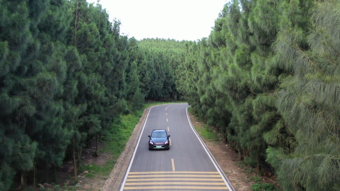 汽车公路尽头驶来汽车行驶在树林森林公路中