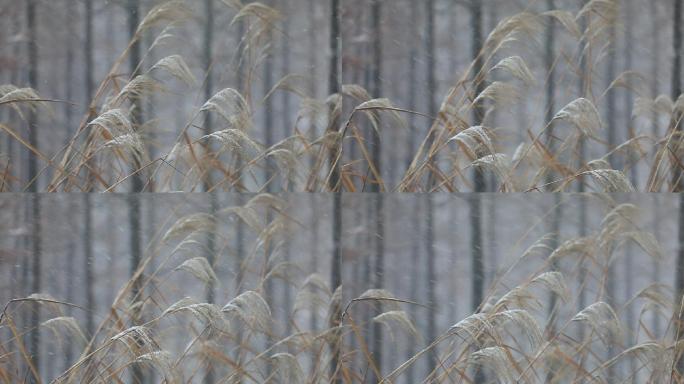 雪中芦苇飘动