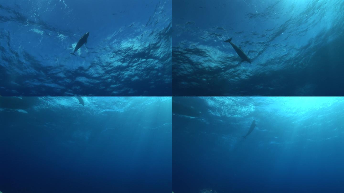 宽吻海豚在海里游泳