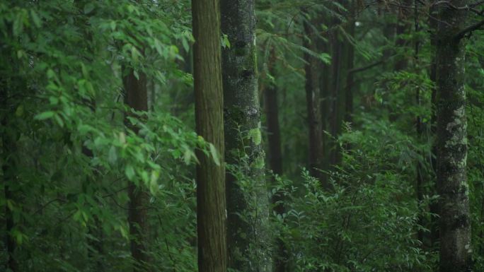 静谧的森林树林植物植被树干松树生态自然
