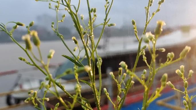 暴雨如注风雨中的植物雨景雨滴 飘逆光雨