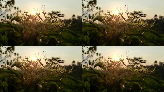 逆光照耀眼的野草花朵野花透过夕阳唯美逆光