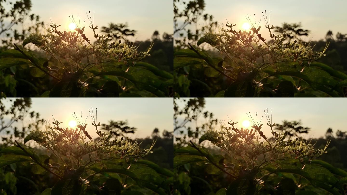 逆光照耀眼的野草花朵野花透过夕阳唯美逆光