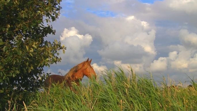 高草后面的马