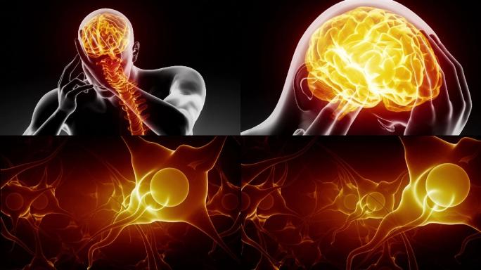 人从神经根到大脑的解剖学