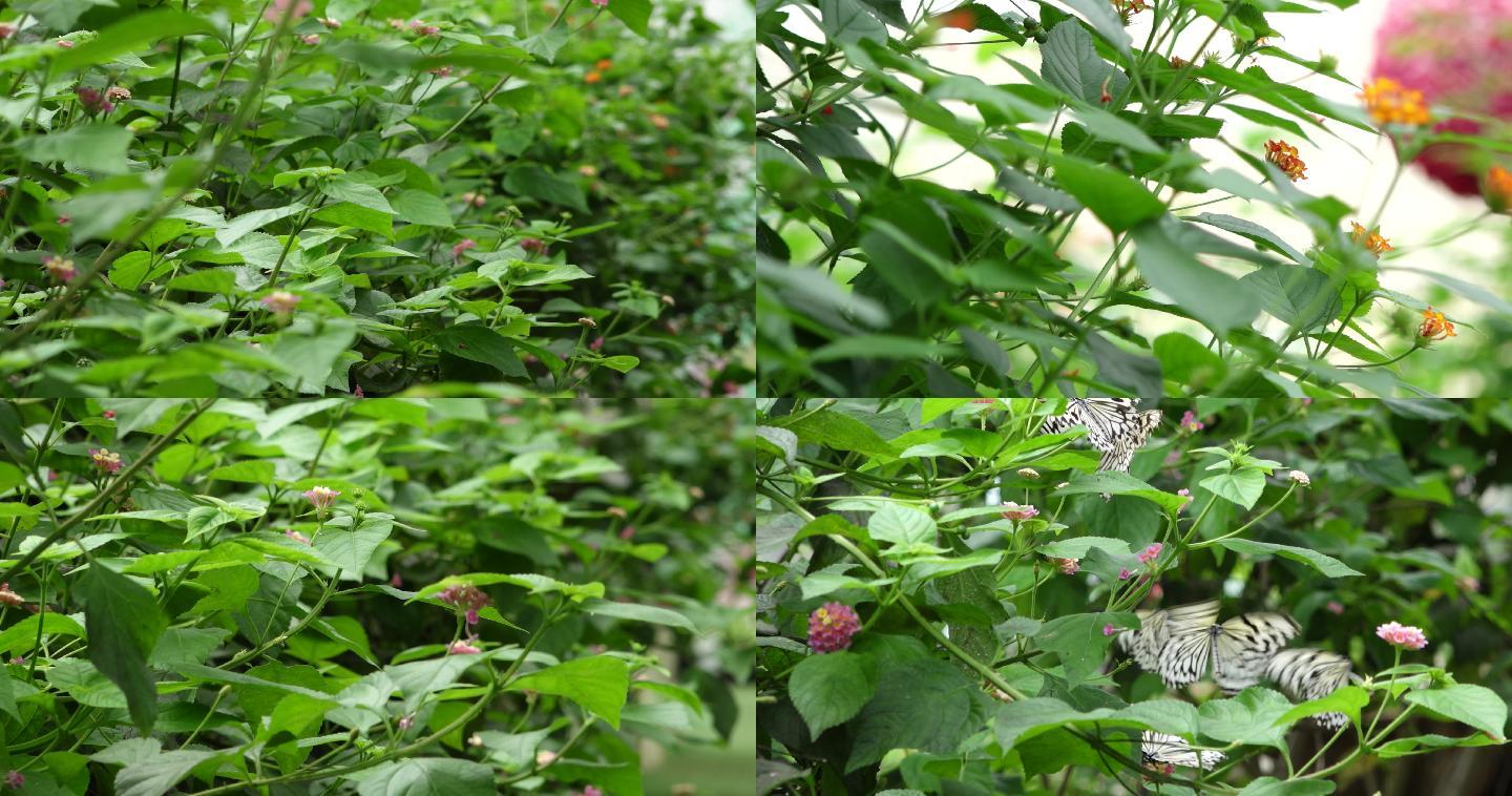 花丛中飞舞的蝴蝶