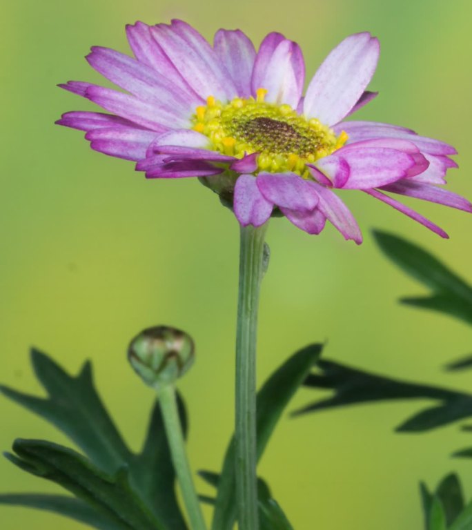 波斯菊花开延时素材竖画幅