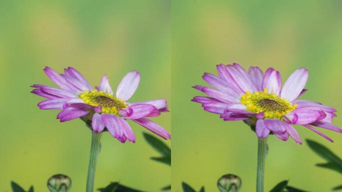 波斯菊花开延时素材竖画幅