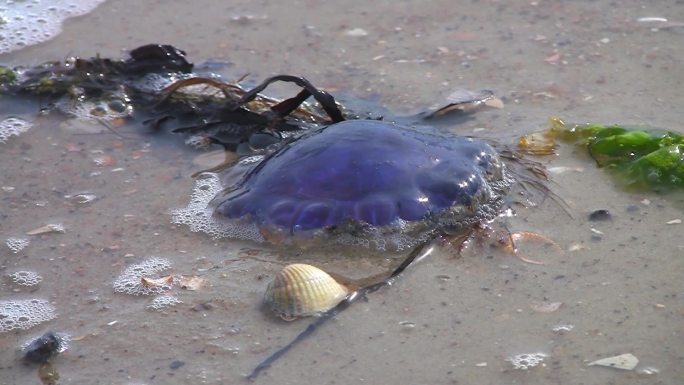 海滩上的水母