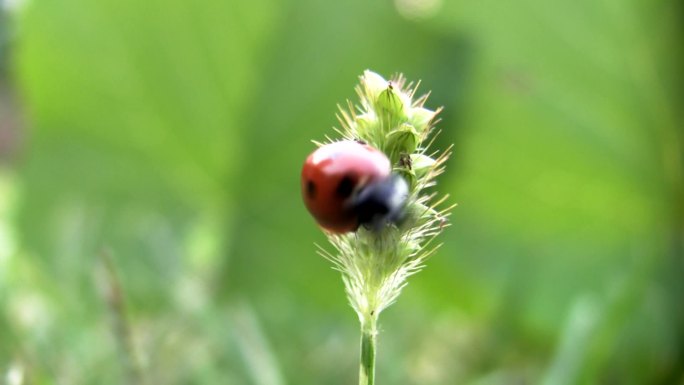 草上的瓢虫。