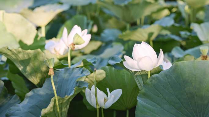 8K荷花荷叶莲叶