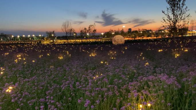 夏夜 花海 薰衣草 夜景 傍晚 灯光