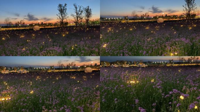 夏夜 花海 薰衣草 夜景 傍晚 灯光