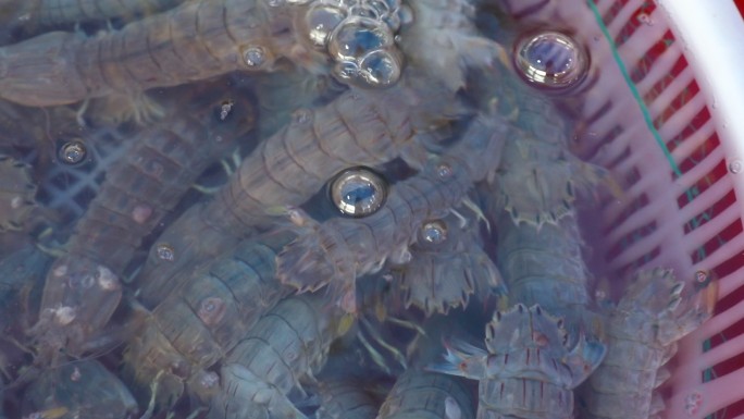 皮皮虾 海鲜 虾虎 新鲜 海鲜市场