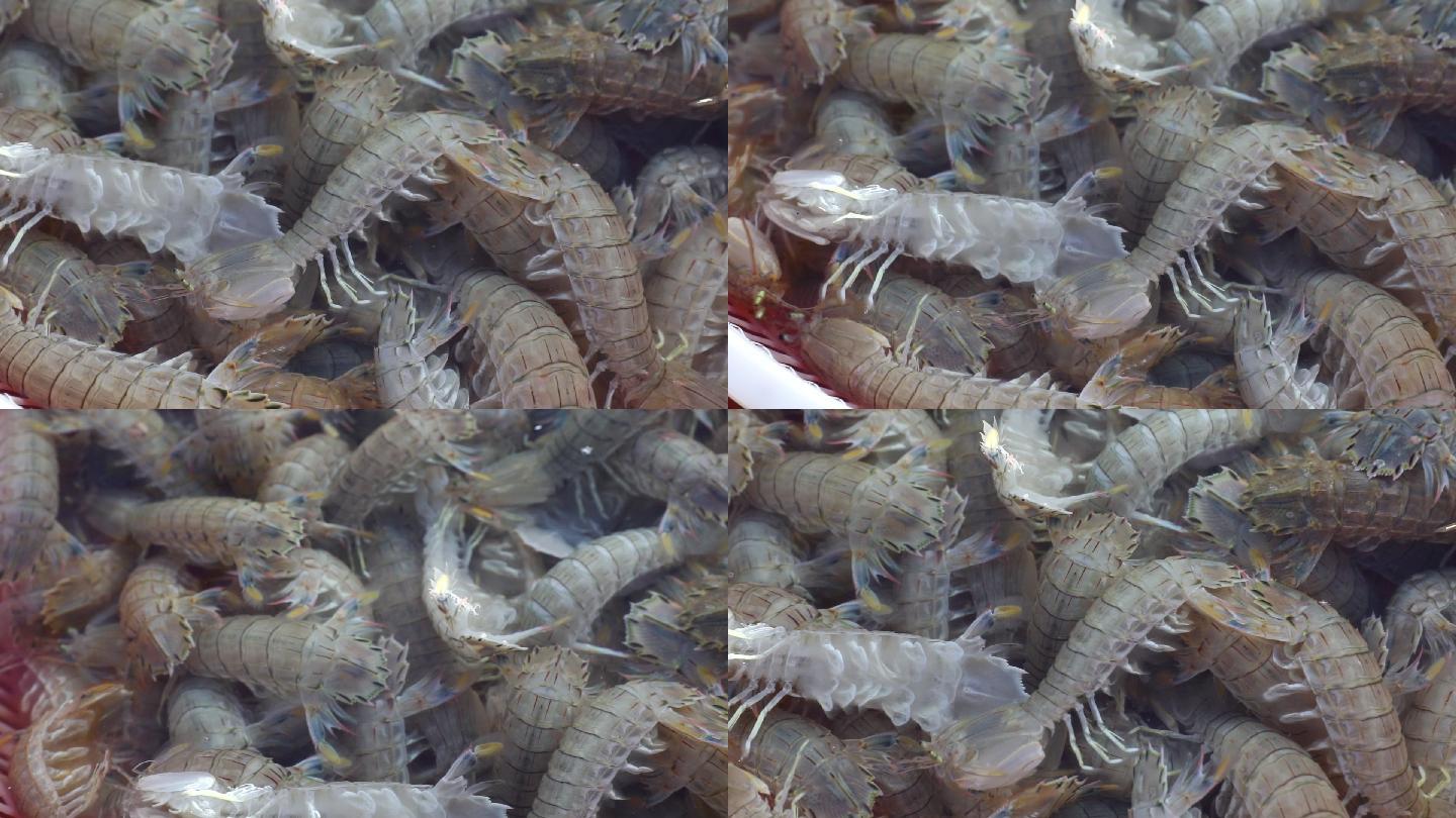 皮皮虾 海鲜 虾虎 新鲜 海鲜市场