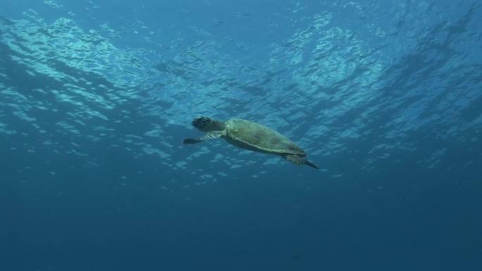 玳瑁海龟，有游泳动作。