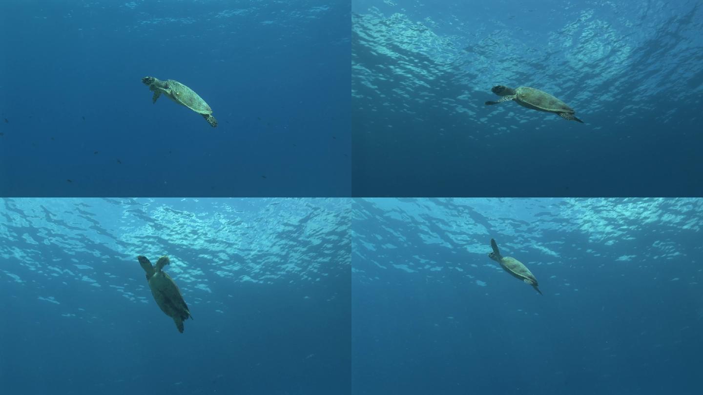 玳瑁海龟，有游泳动作。