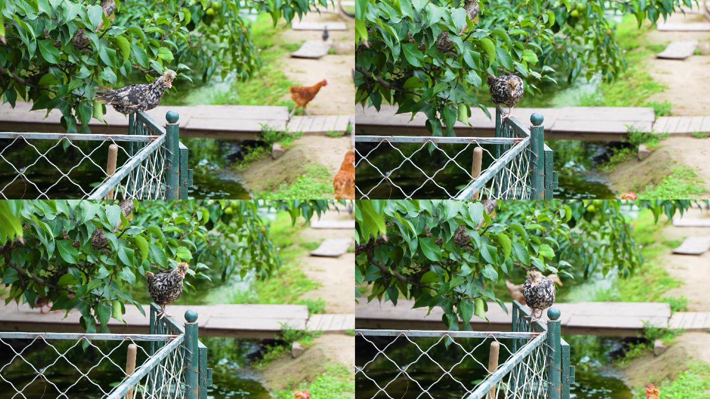 贵妃飞到护栏上散养鸡生态养殖