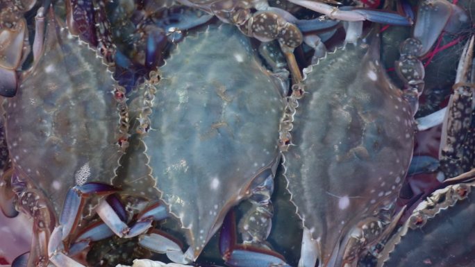 螃蟹 活海鲜 海鲜市场 海鲜 新鲜
