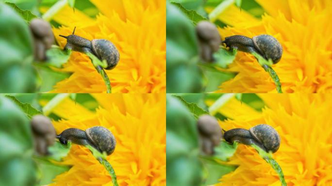 延时蜗牛在吃绿叶向日葵背景