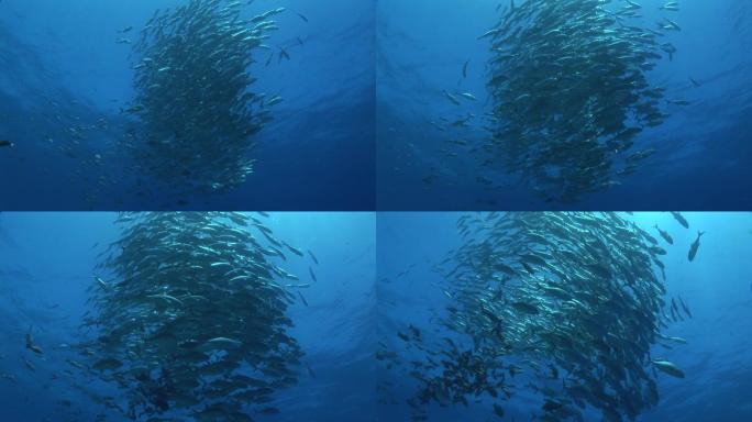 大海中有一大群杰克蓝、蓝鳍鲭鱼、金枪鱼