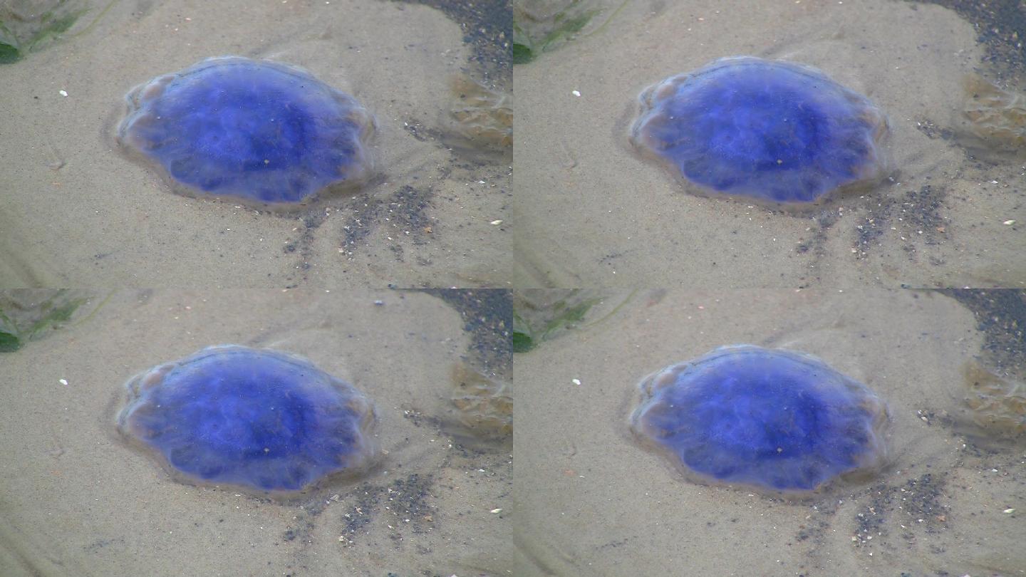 海滩上的水母