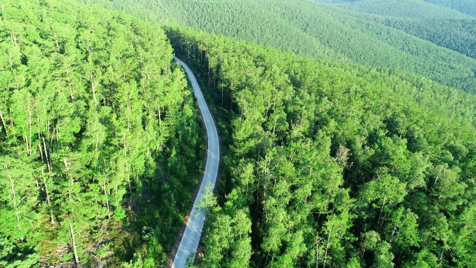 航拍大兴安岭冻土地带森林山路