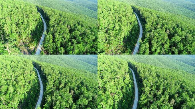 航拍大兴安岭冻土地带森林山路