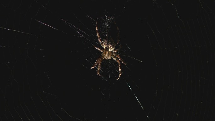 蜘蛛在网上