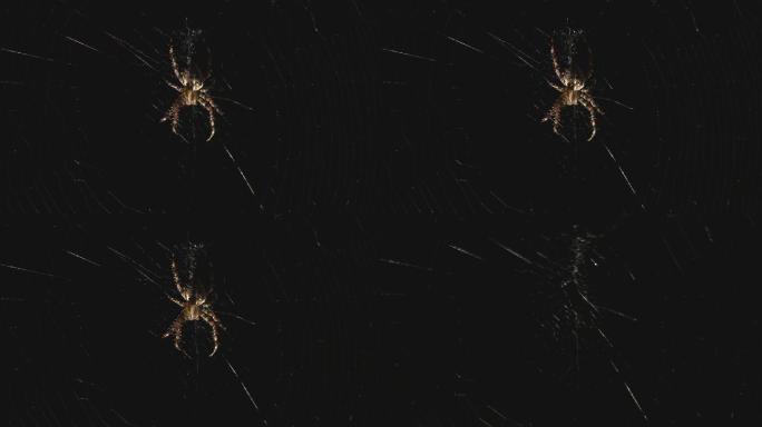 蜘蛛在网上