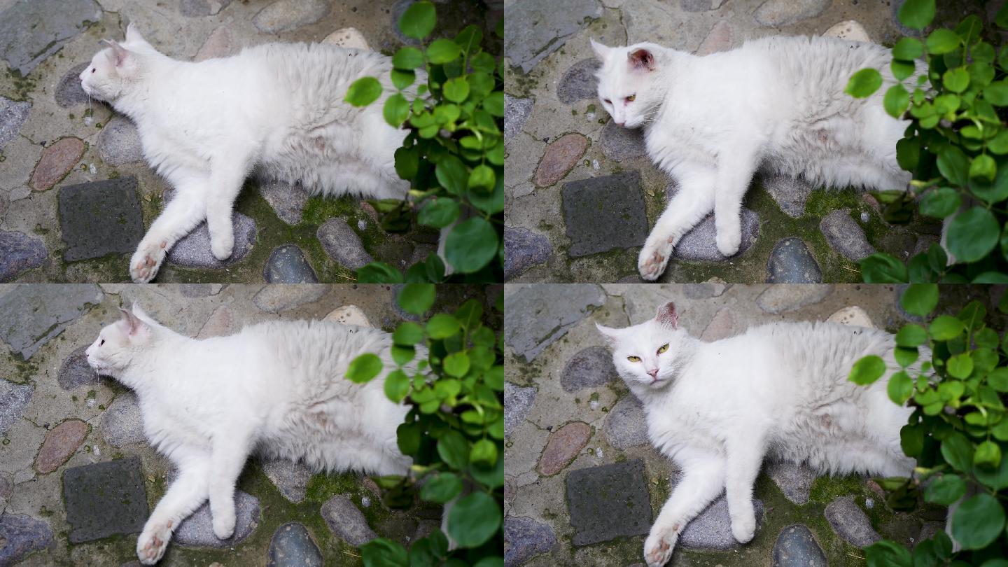 白猫躺在地上休息打滚