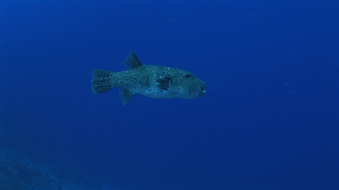 海中的虾兔鱼