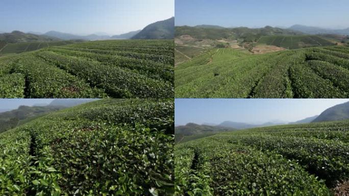 武夷山茶叶种植基地摇臂镜头
