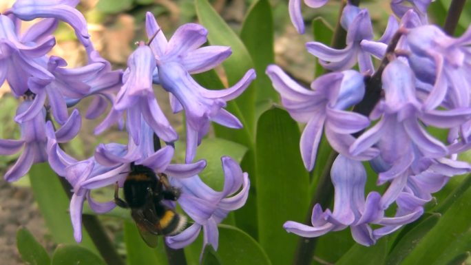 大黄蜂在风信子上采集花蜜。