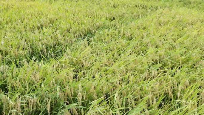 狂风吹稻田水稻禾苗摇摆风雨中的禾苗稻田