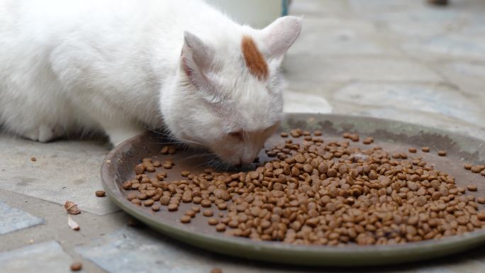 猫趴在地上吃猫粮