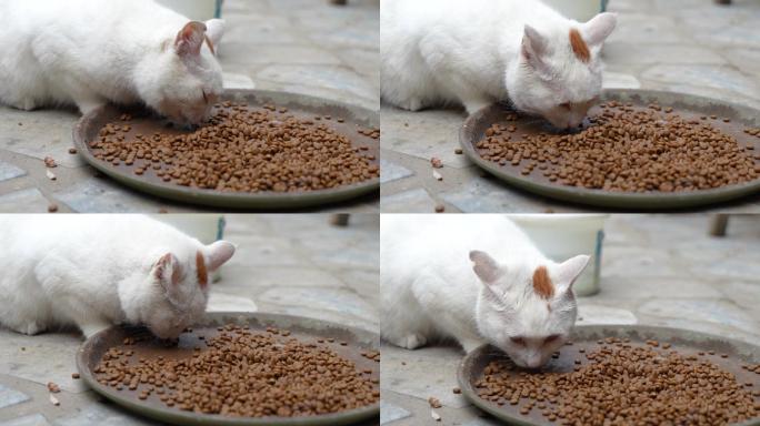 猫趴在地上吃猫粮