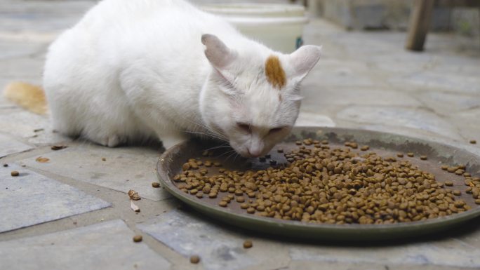 猫趴在地上吃猫粮