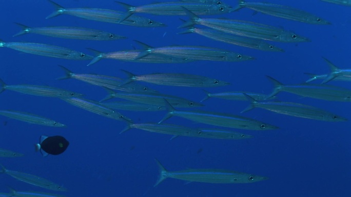 海中的福斯特梭鱼群（福斯特梭鱼），大眼梭鱼。