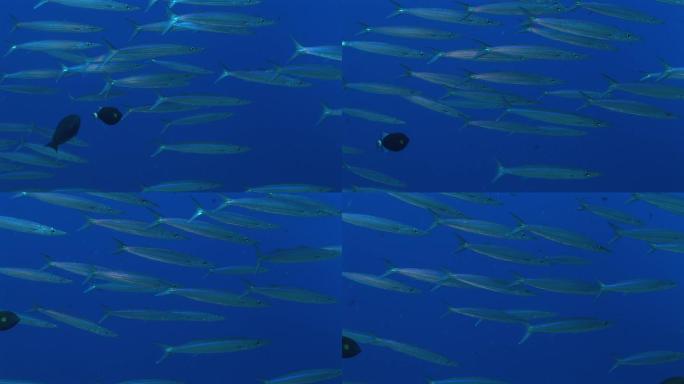 海中的福斯特梭鱼群（福斯特梭鱼），大眼梭鱼。