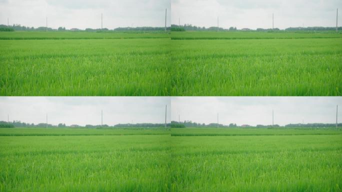 8k美丽的田野乡村景色美景稻田