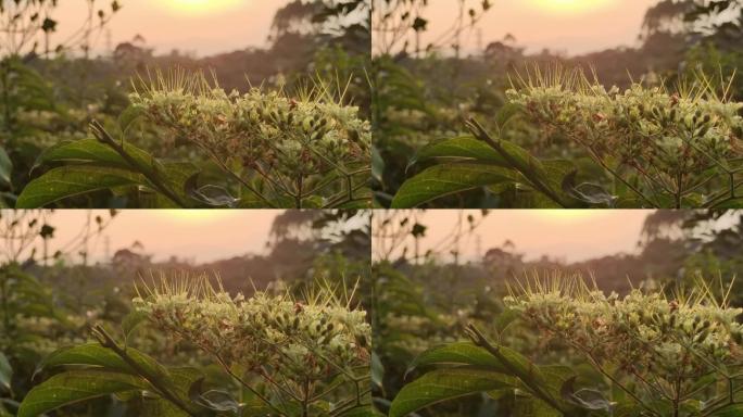 傍晚太阳逆光照耀眼的野草花朵野花透过夕阳