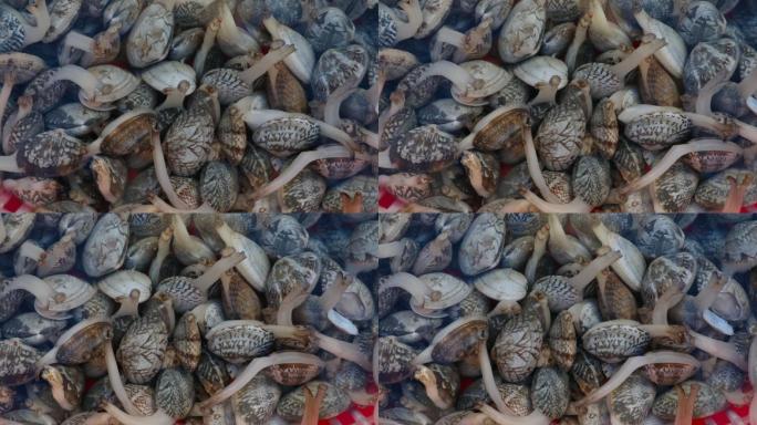 蚌类 贝壳 海鲜 西施舌 蛤蜊
