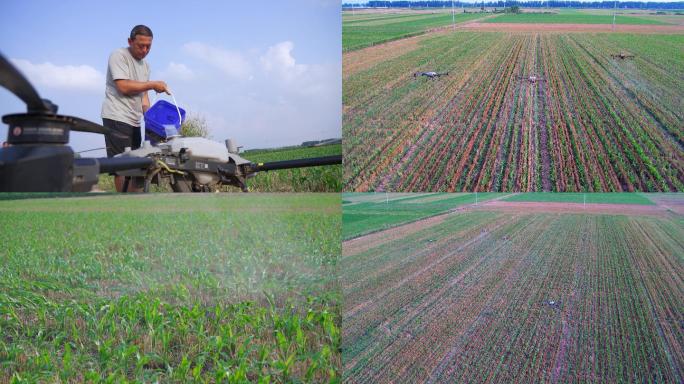 【4K】无人机植保玉米 无人机打药