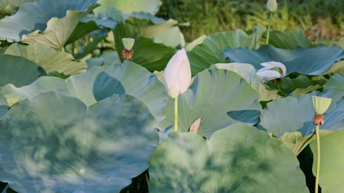 8K荷花荷叶莲叶