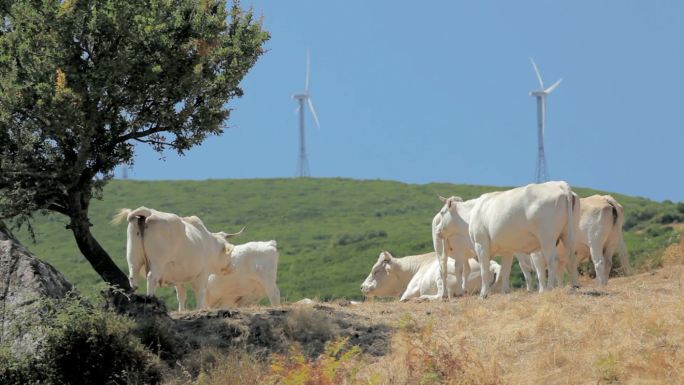 意大利撒丁岛可再生能源和奶牛用风力涡轮机（系列）