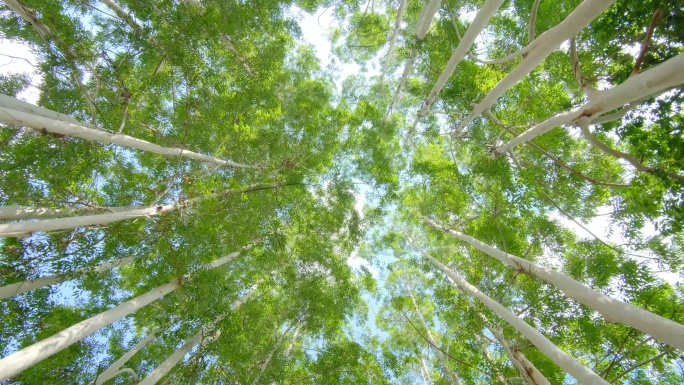 校园夏天阳光树荫桉树林速生桉