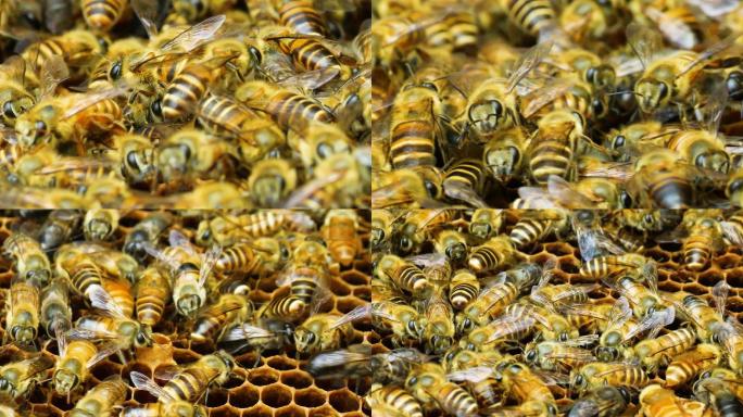 养蜂蜜蜂特写